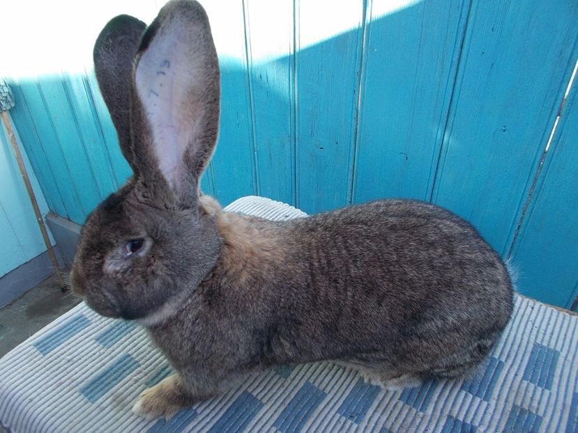 RO22-1719 - 2 MASCUL