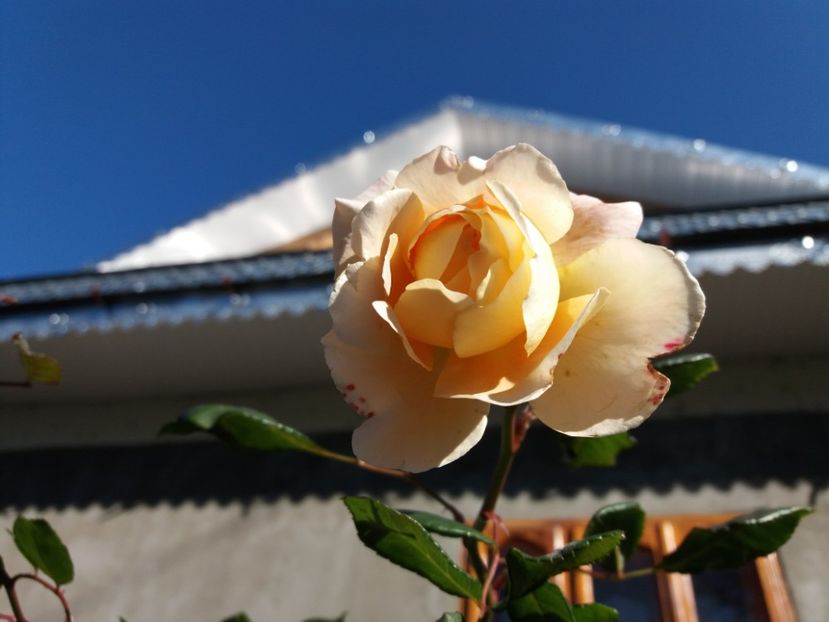 1509874927962-620483127 - Crown Princess Margaret