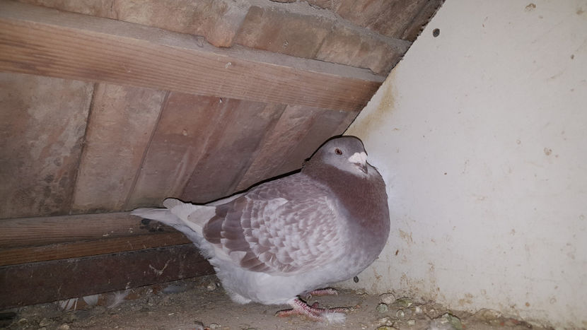 F2014 - De vanzare 2