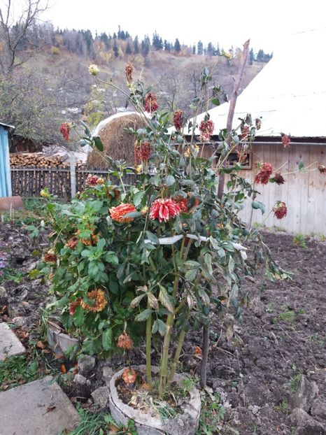 Sfarsit - 000000000000001   GRADINA MEA