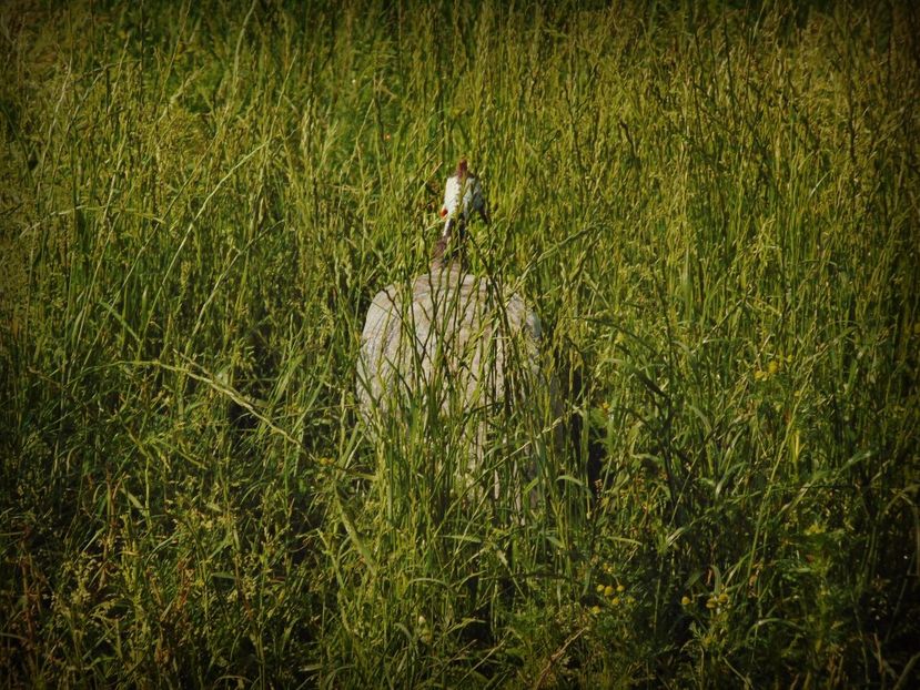 bibilici lavanda - Bibilici lavender