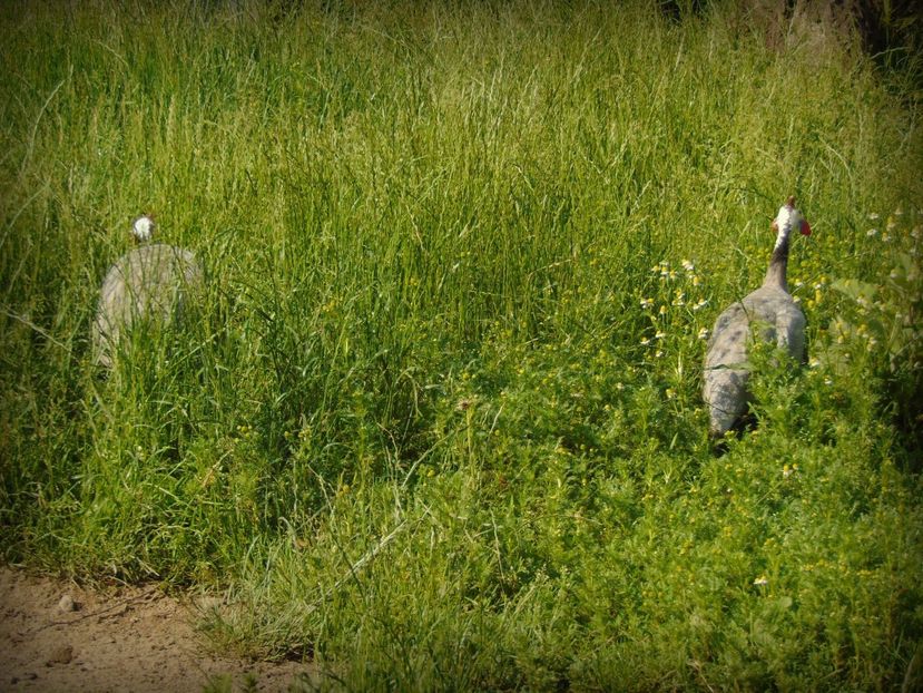bibilici lavanda - Bibilici lavender