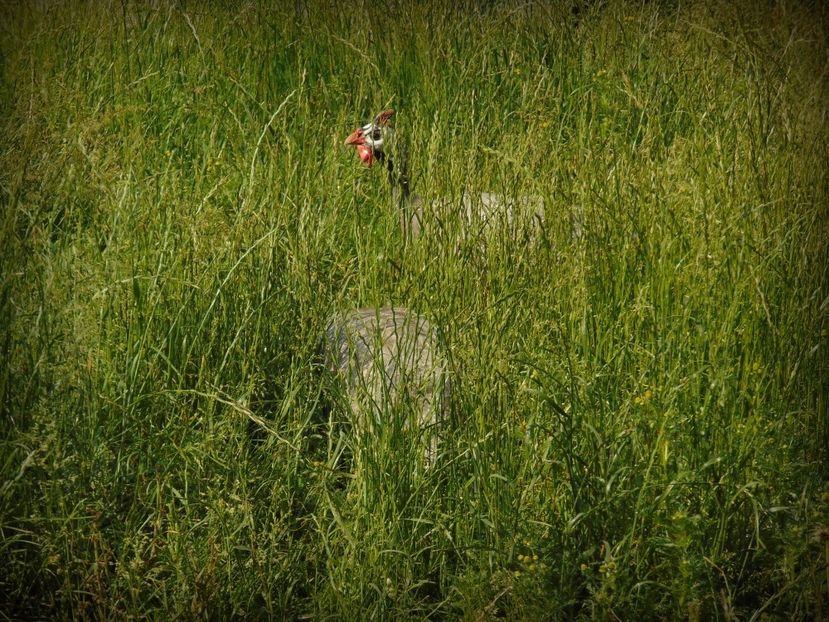 bibilici lavanda - Bibilici lavender