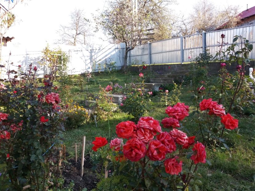  - 000000000000001   GRADINA MEA