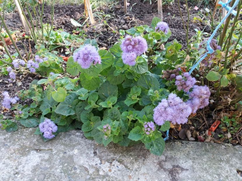 1509882320214-1373845660 - 000000000000001   GRADINA MEA