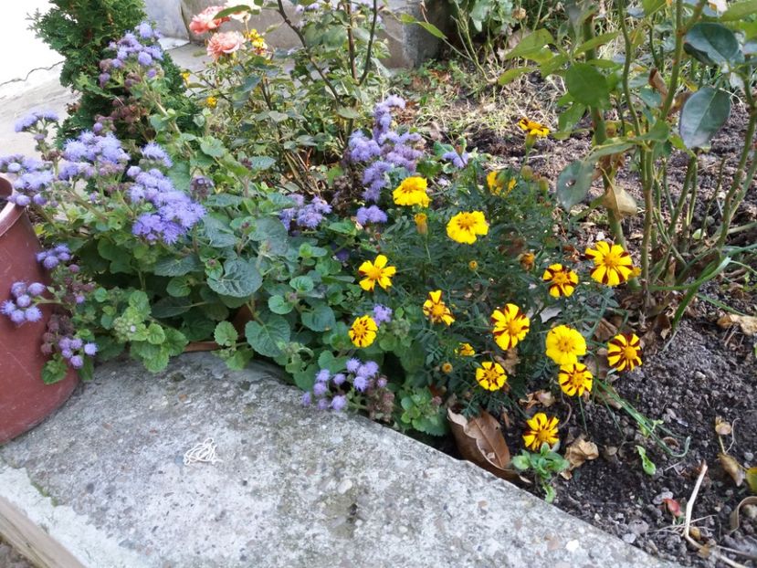  - 000000000000001   GRADINA MEA