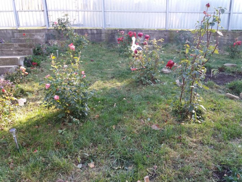 1509882352985-1563398412 - 000000000000001   GRADINA MEA