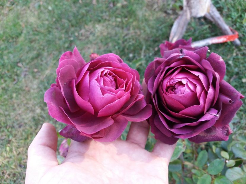 1509882480533-453434656 - The Prince