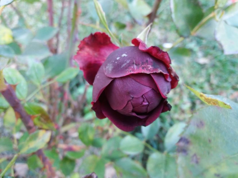 1509882511789-1860117157 - The Prince