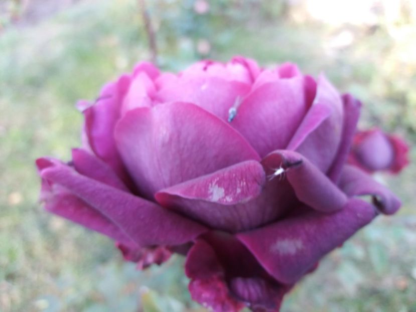 1509882570942-1806720319 - The Prince