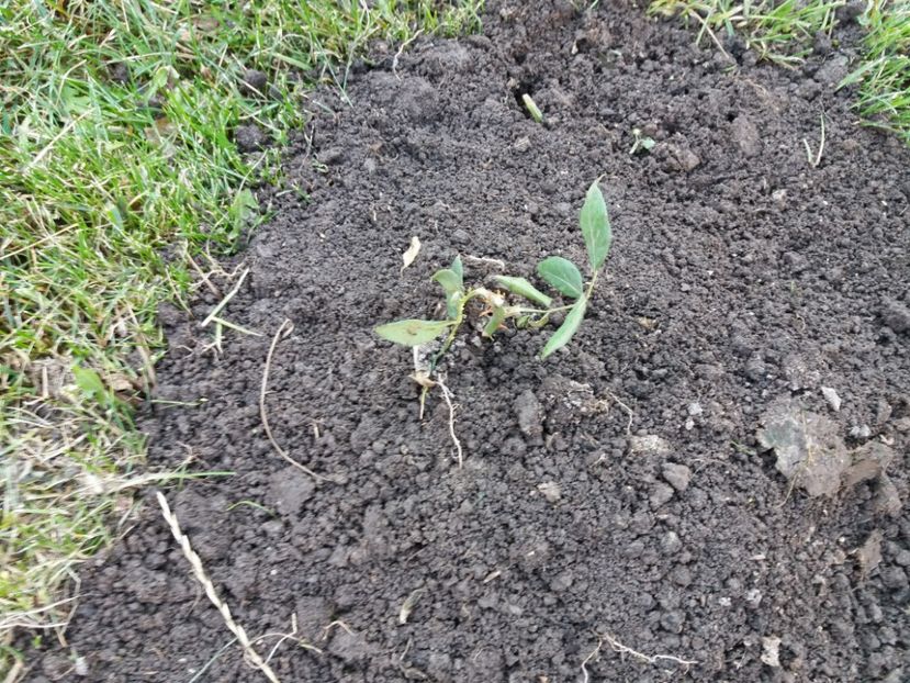 1509882679772-894032361 - Mary Ann