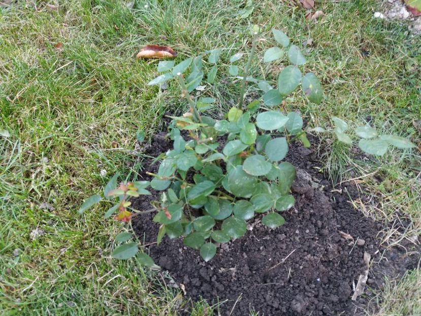 1509882747479-104576637 - Mary Rose