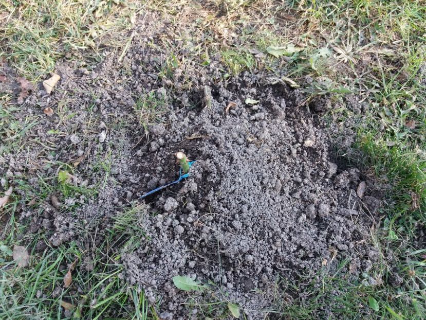  - Red Leonardo da Vinci