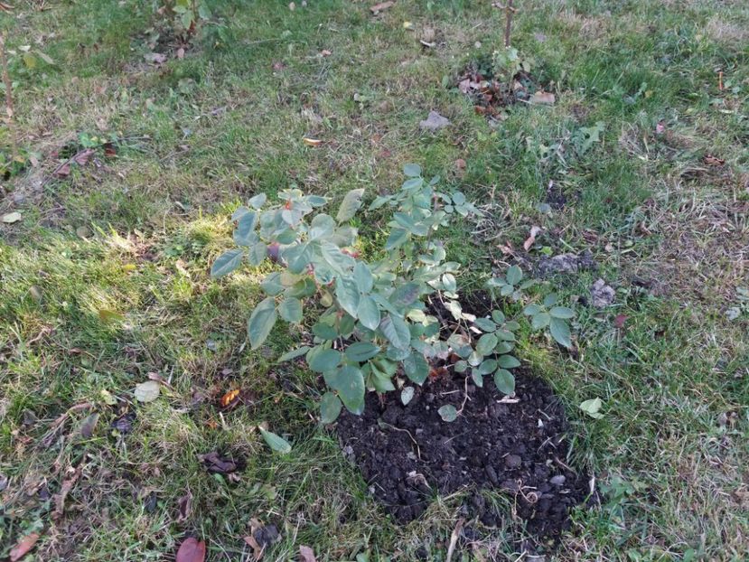 1509882835228-1184254045 - Souvenir du Dr Jamain