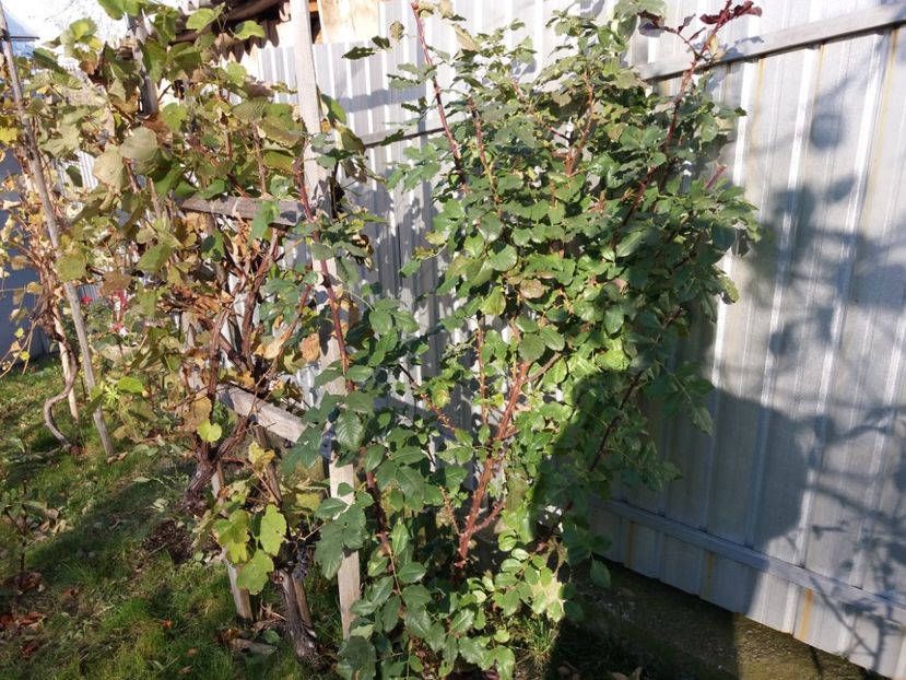 Asteapta alta vară... - Westerland