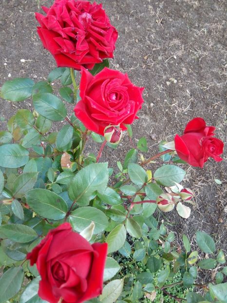  - TH roșu foarte frumos