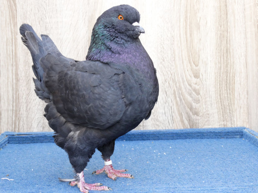 Mascul1 2015 de vanzare - Tineret King 2017