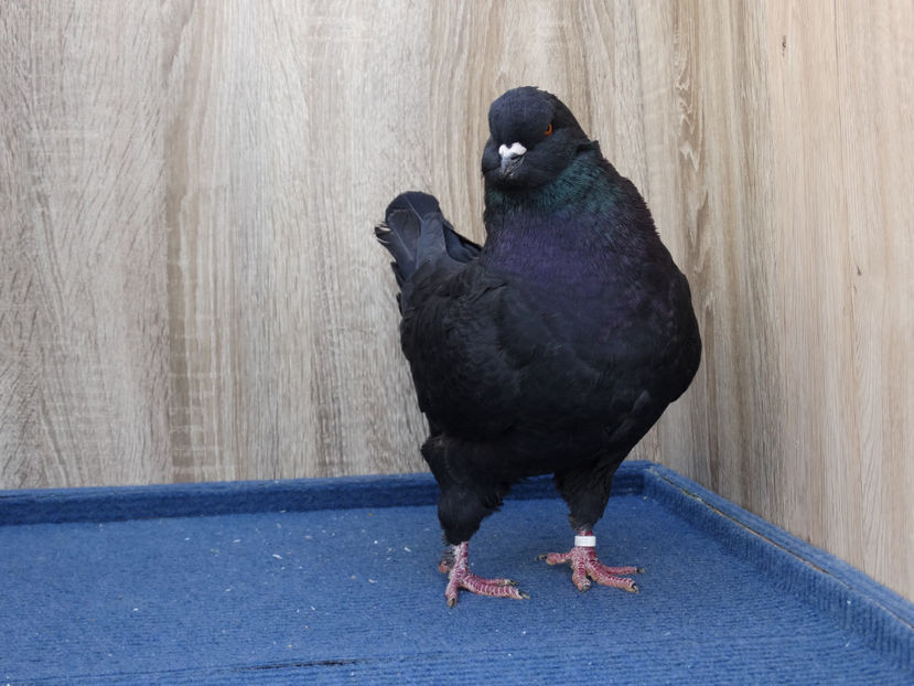 Mascul3 - Tineret King 2017