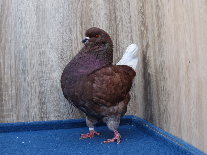 Femela3 - Tineret King 2017