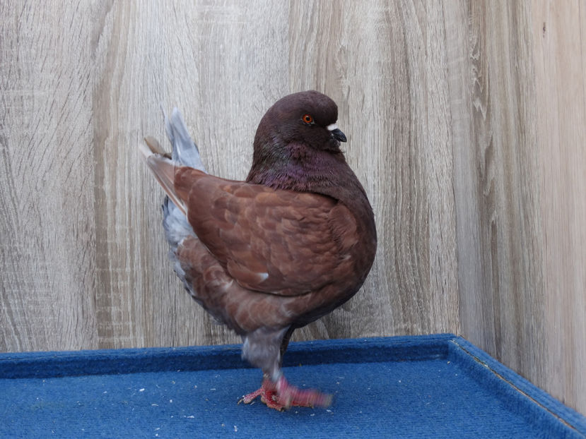 Femela1 2016 de vanzare - Tineret King 2017