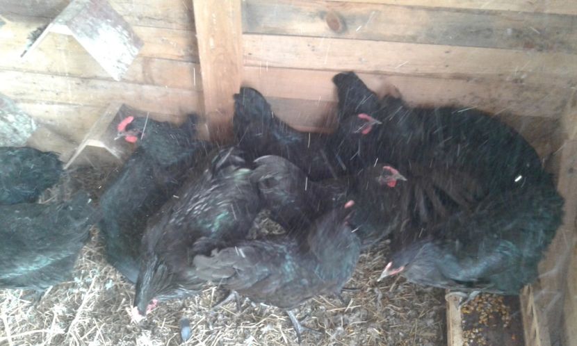  - !!! AUSTRALORP !!!