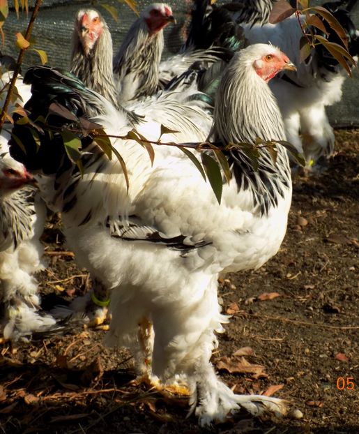  - VIITOR SPERANTE PTR 2018