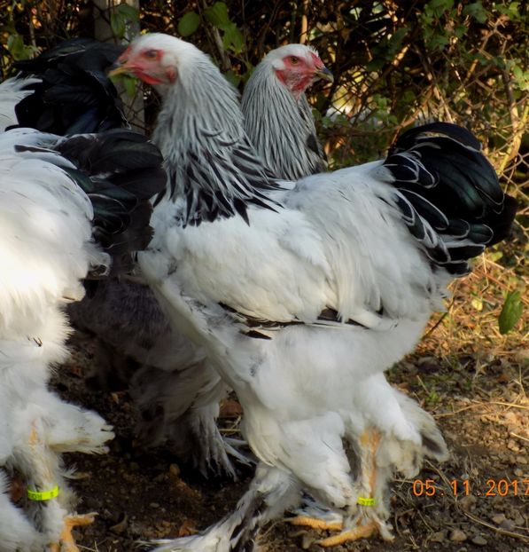  - VIITOR SPERANTE PTR 2018