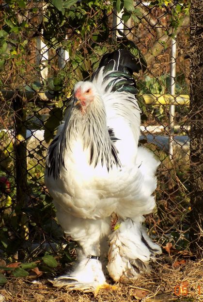  - VIITOR SPERANTE PTR 2018