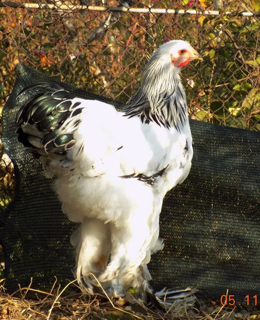  - VIITOR SPERANTE PTR 2018