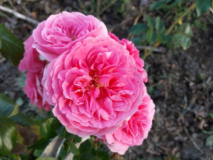 1509887863070-1903722448 - Les Quatre Saisones