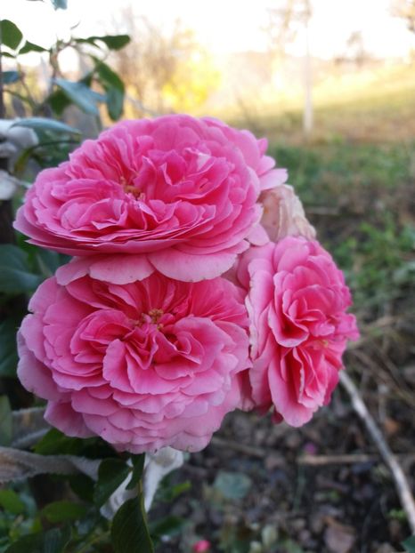 1509887895981-1710822569 - Les Quatre Saisones