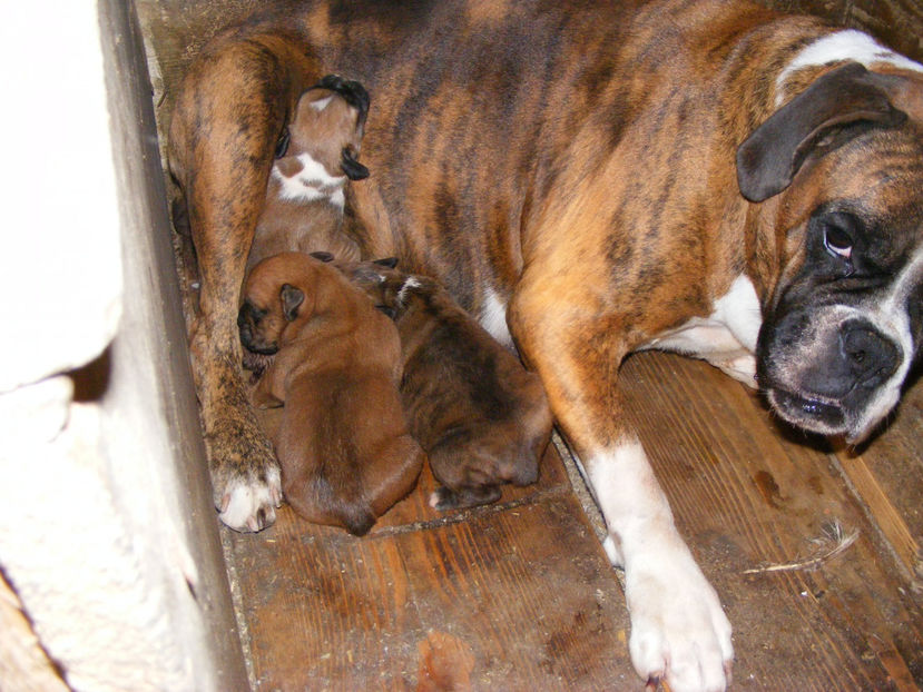 nou 124 - CATEI 2017 SERIA A DOUA