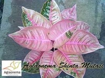 Aglaonema - 000 DORINTE