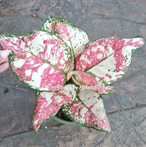Aglaonema-Splash-3-Color - 000 DORINTE