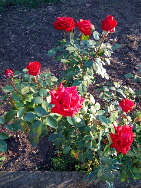  - TH roșu foarte frumos