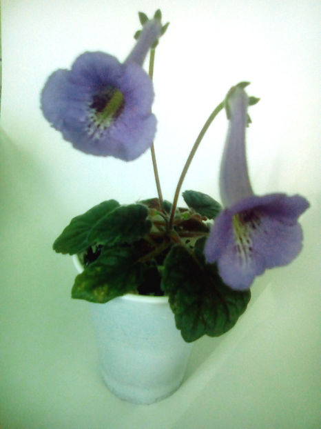 MC`s-Blue-Swan - Minisinningia MCs Blue Swan