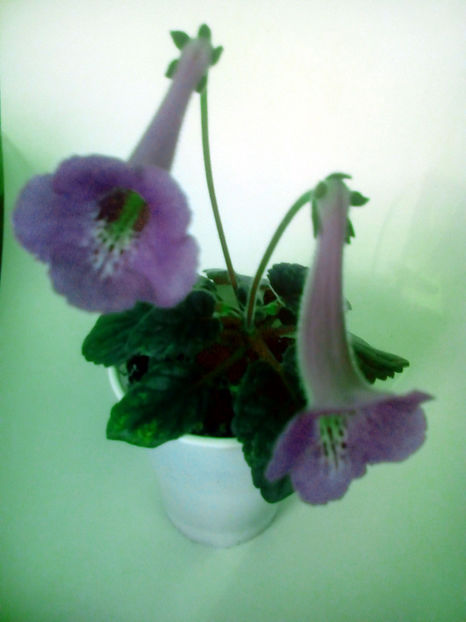 MC`s-Blue-Swan- - Minisinningia MCs Blue Swan