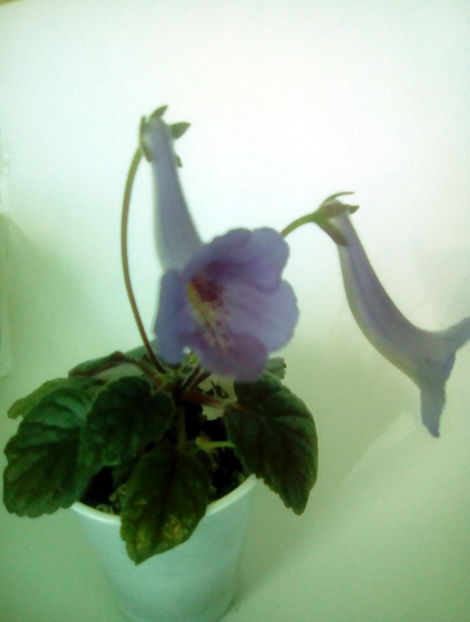 MC`s-Blue-Swan - Minisinningia MCs Blue Swan