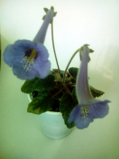 MC`s-Blue-Swan - Minisinningia MCs Blue Swan