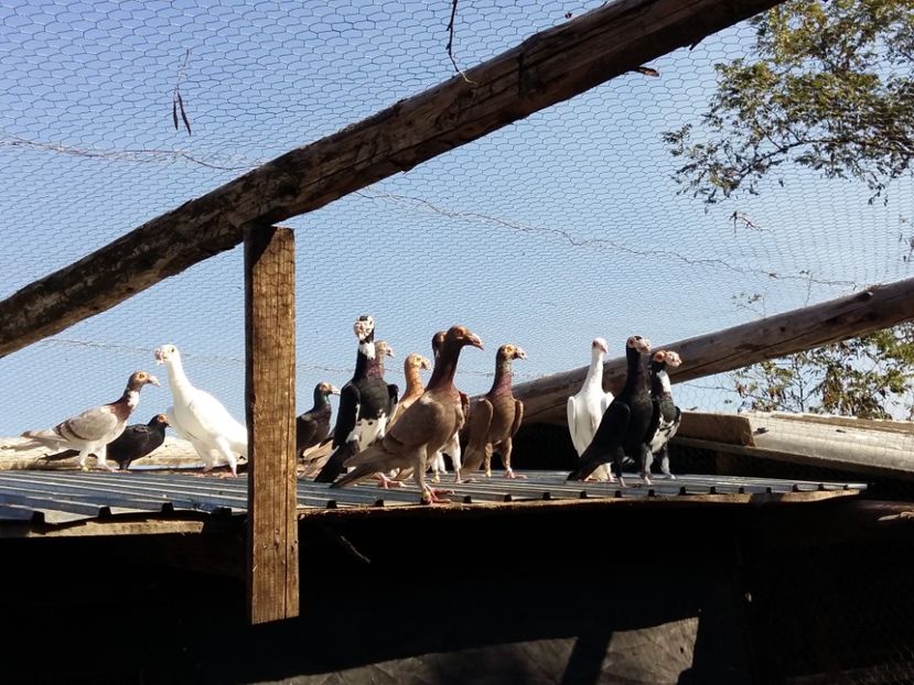  - CARIERI MATCA 2017