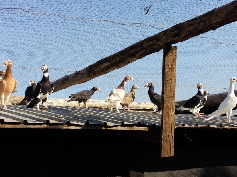  - CARIERI MATCA 2017