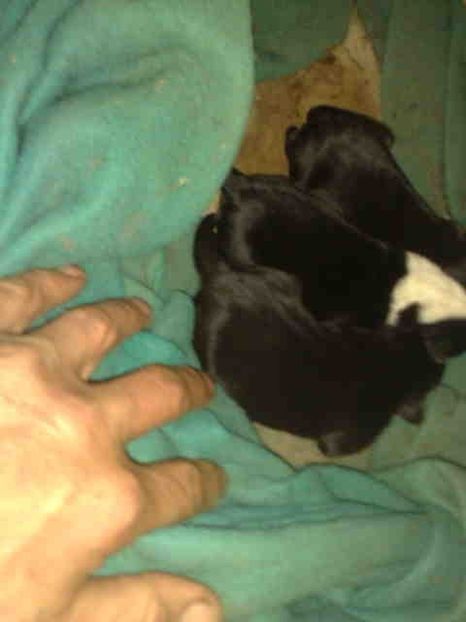 SANTEM 3 FETITE SI AVEM 2 ZILE - Caini de sobolani-dihori-paza