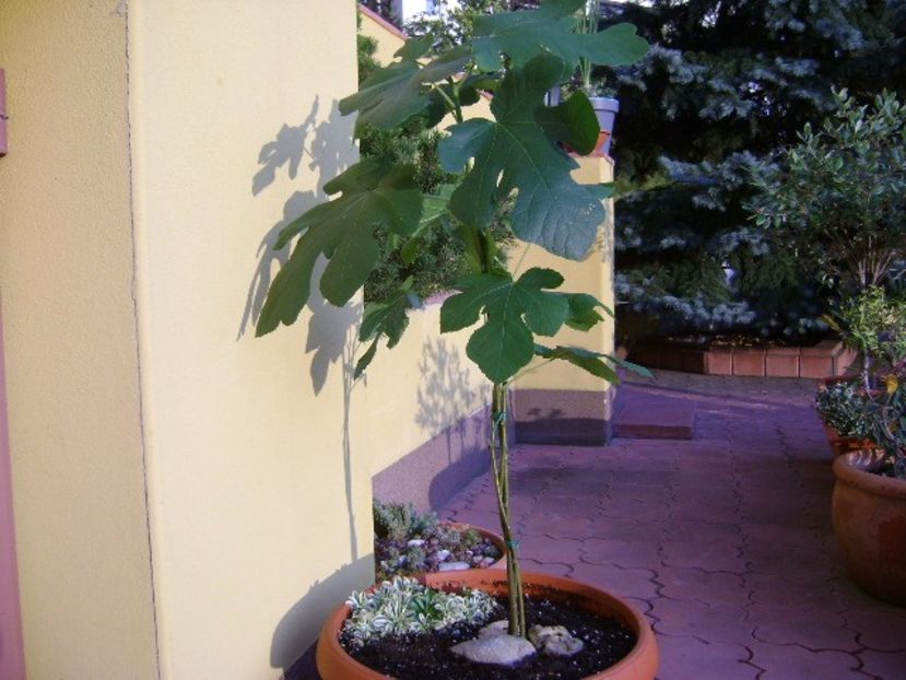 3 Smochini impletiti - Bonsai si prebonsai 2016-2017