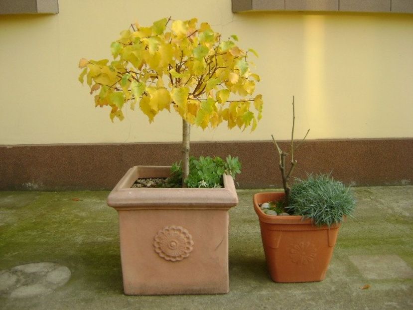 Mesteacan alb - Bonsai si prebonsai 2016-2017