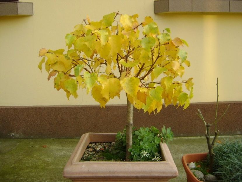 Mesteacan alb - Bonsai si prebonsai 2016-2017