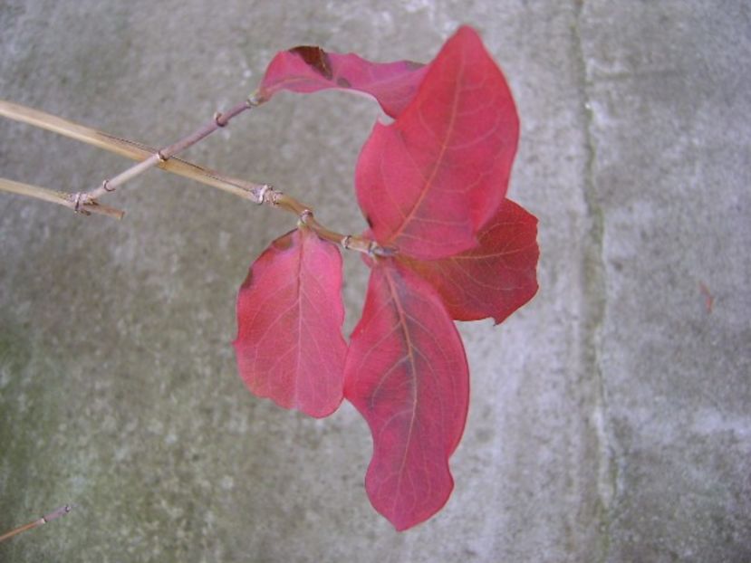 Lonicera sempervirens ''Dropmore Scarlet'' - Bonsai si prebonsai 2016-2017