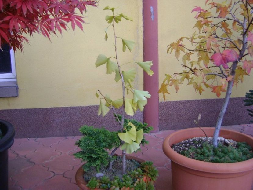 Ginkgo biloba - Bonsai si prebonsai 2016-2017