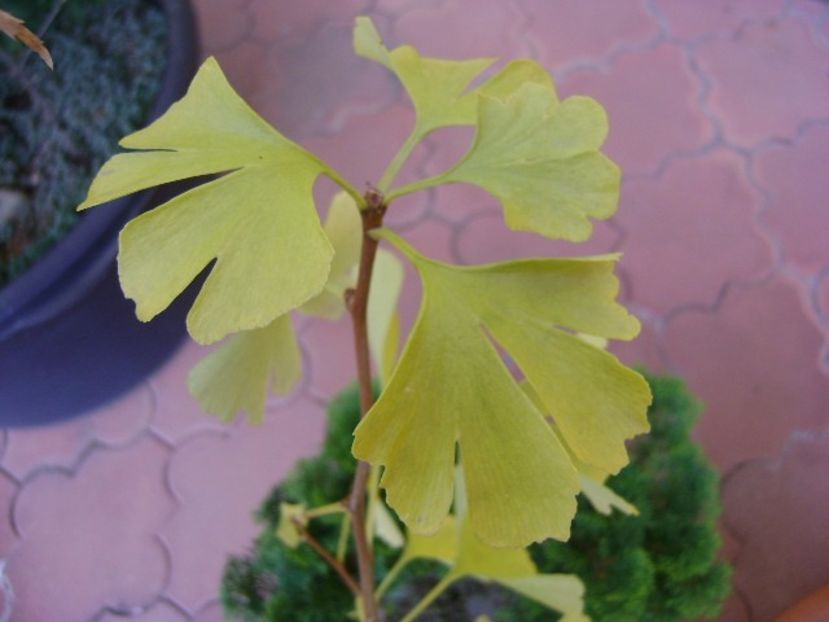 Ginkgo biloba, detaliu - Bonsai si prebonsai 2016-2017