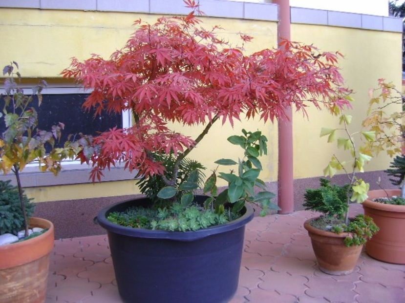 Acer palmatum atropurpureum - Bonsai si prebonsai 2016-2017