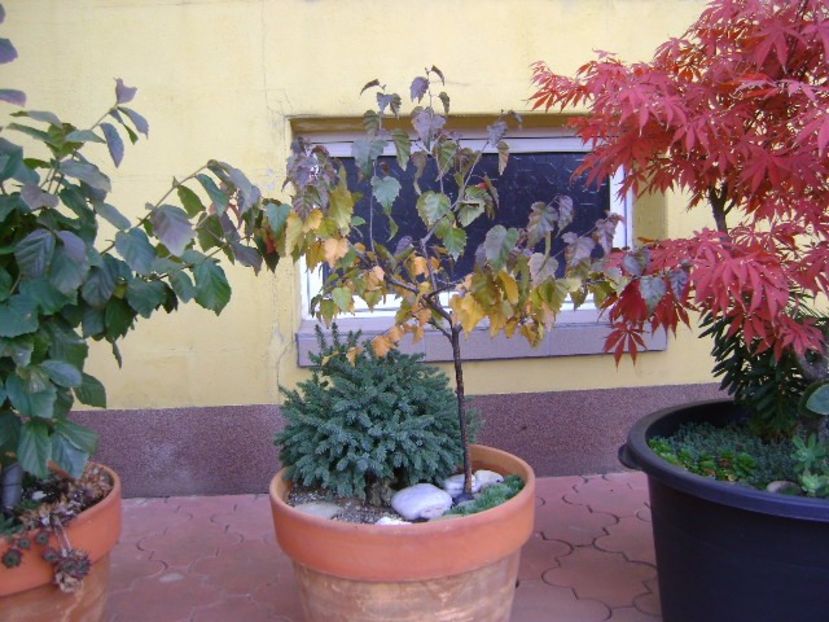 Mesteacan negru - Bonsai si prebonsai 2016-2017